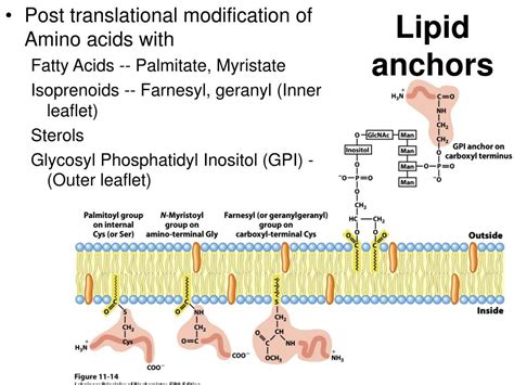 PPT - Membranes and Transport - Lehninger Chapter 11 PowerPoint ...