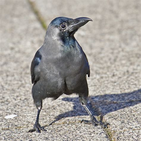 PETER'S PORTFOLIO..............Bird & Wildlife Photography: House Crow, Netherlands