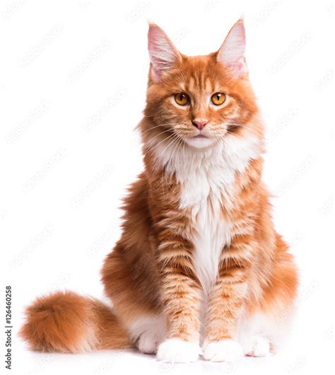 Red Maine Coon Cat