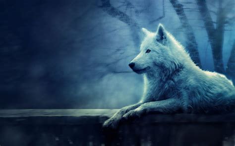 Snow Wolf Wallpapers - Wallpaper Cave