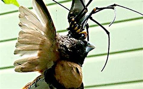 Pics Photos - Bird Eating Spider Queensland Australia