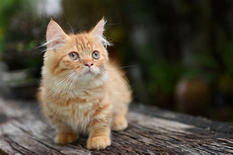 Gato amarelo: veja 10 fatos e curiosidades amáveis | Guia Animal (2023)