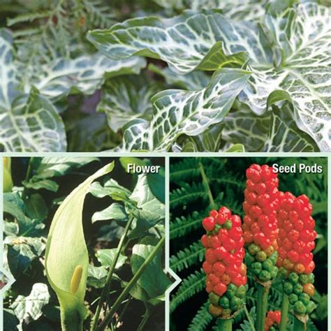 Arum italicum - Fall Planting | K. van Bourgondien