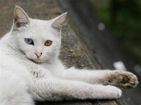 Turkish Angora | The Life of Animals