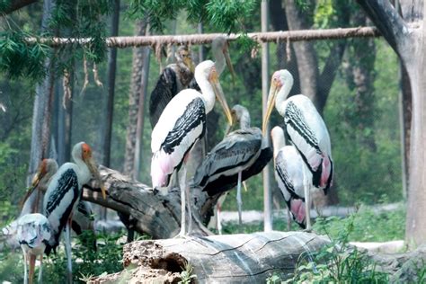 Wildlife Punjab