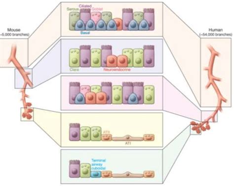 Various lung epithelial cell types in humans and mice. The airways and... | Download Scientific ...