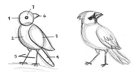 How-to-Draw Archives | Kid Can Doodle | Bird drawings, Art drawings sketches simple, Drawings