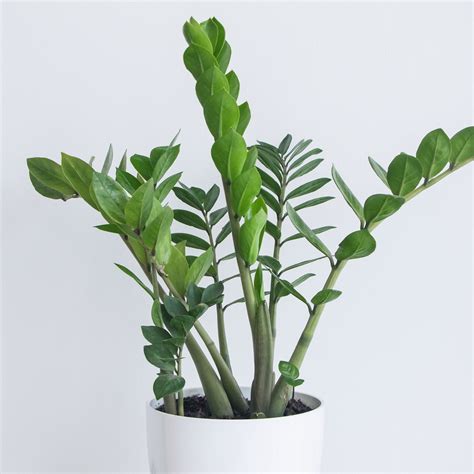 Ferns, Grasses & Bamboo Home & Living Plants Zamioculcas Zamiifolia ZZ Plant 6 Tropical ...