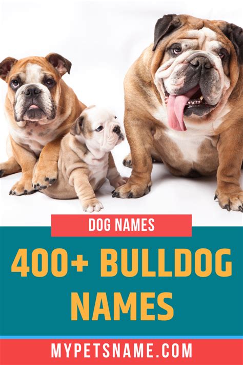 Bulldog Names | Bulldog names, English bulldog puppies, Bulldog