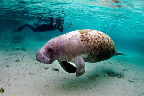 Top 9 Best Places to Dive with Manatees - DivingCorner