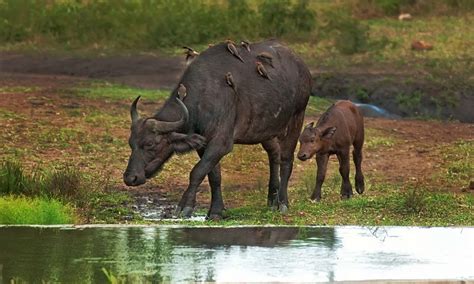 The Wildlife of Victoria Falls National Park - Animals Network