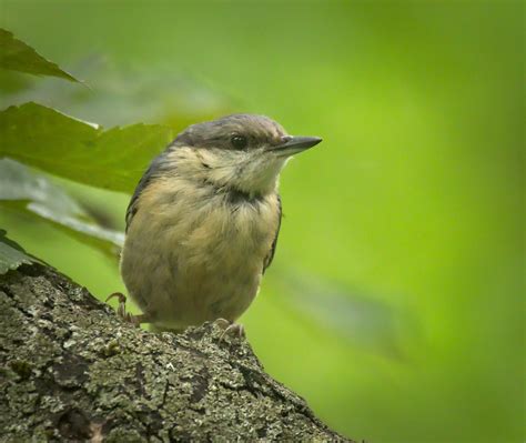 Eurasian nuthatch | Eurasian nuthatch (Sitta europaea caesia… | Flickr