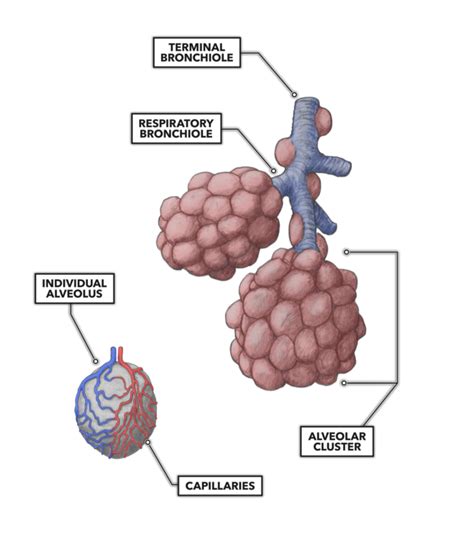 CrossFit | Lung Anatomy: The Airway and Alveoli