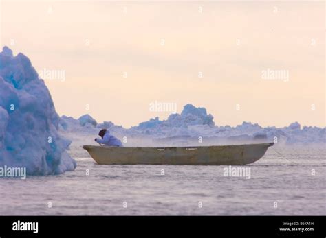 Inupiaq subsistence whaler paddles a seal skin boat or umiak through an open lead in the pack ...