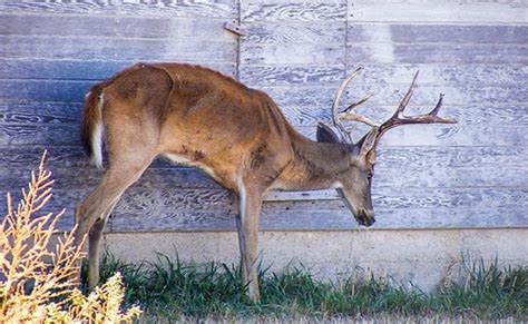 Chronic Wasting Mapped: onX CWD Map Layer | GearJunkie