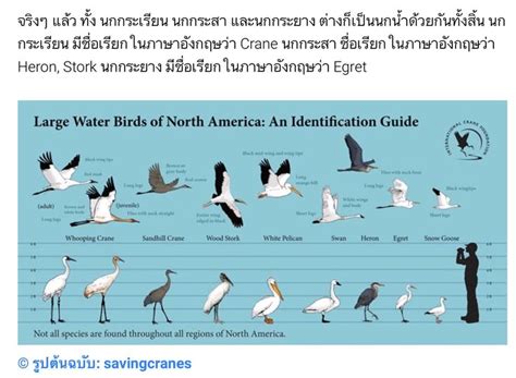 an image of birds that are in the water and some words describing them ...