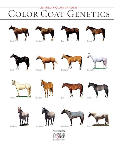 Quarter Horse Coat Color Genetics | Horse coat colors, Quarter horse, American quarter horse