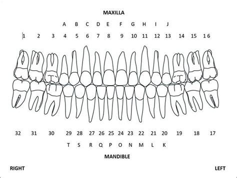 Dental Teeth Numbering Chart | Dental charting, Dental anatomy, Dental ...