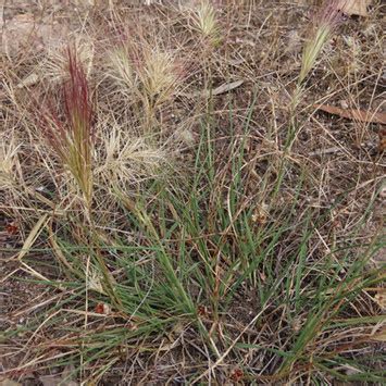 Grasses | Wombat Native Plants | Bullarto