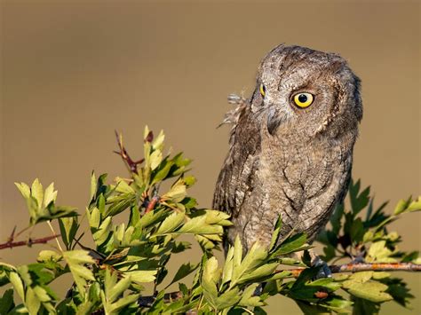 Scops Owl Bird Facts (Otus scops) | Birdfact