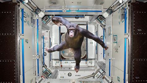 6 Animals NASA Has Launched Into Space To Kill The Chimp That Has Taken Control Of The ISS ...