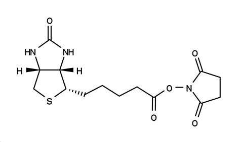 Biotin, succinimidyl ester *CAS 35013-72-0* | AAT Bioquest