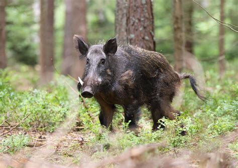 The Domestic Breeding of the Wild Boar - My Animals