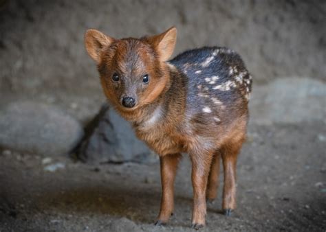 Pudu facts, smallest deer of the world, behavior & adaptations