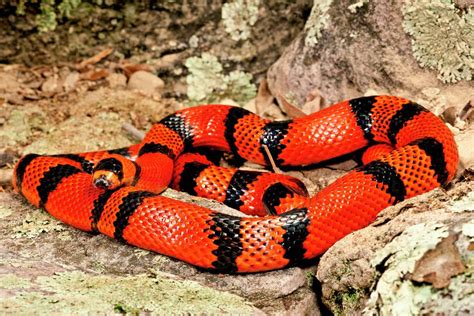 Honduran Milk Snake Care Sheet | Reptiles' Cove