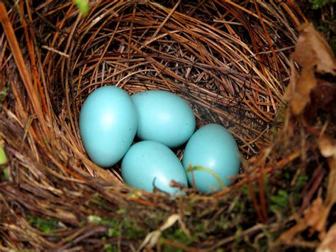 Wood Thrush Eggs