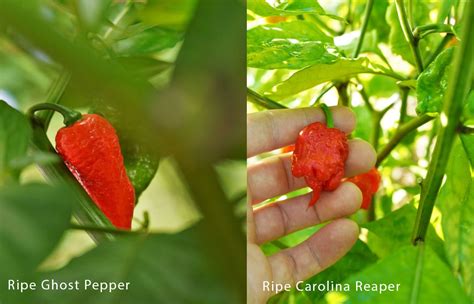 Ghost Pepper vs. Carolina Reaper - Pepper Geek