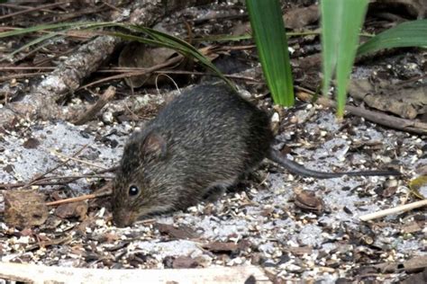 Tikus Sawah : Hewan Pengerat Perusak Tanaman