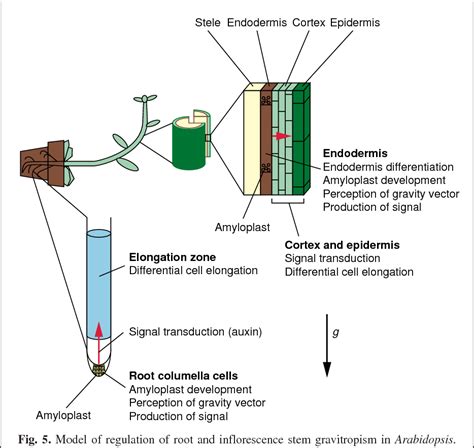 The endodermis and shoot gravitropism | Semantic Scholar