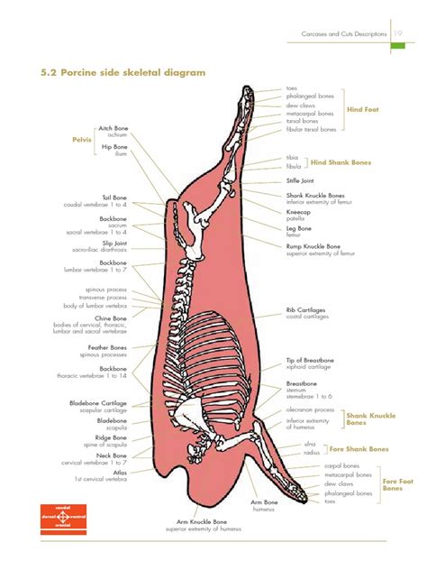 Anatomical Terms Related to the Porcine Skeletal System | PDF ...