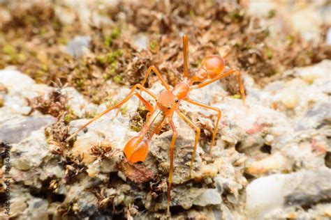 Ant mimicking spider on soil Stock Photo | Adobe Stock