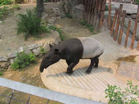 Malayan tapir in Beijing Zoo Photos, What to see in Beijing Zoo China ...