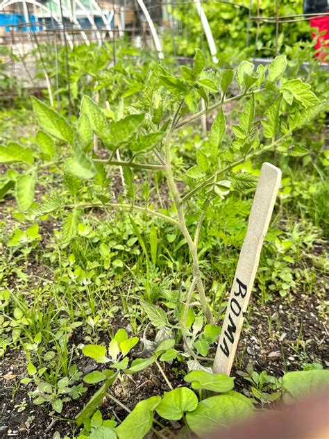 NexGen Garden Guide - NEXGEN STEM ACADEMY - Salisbury Middle School