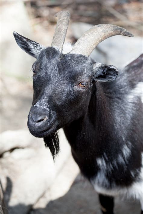 Black And White Goat Free Stock Photo - Public Domain Pictures