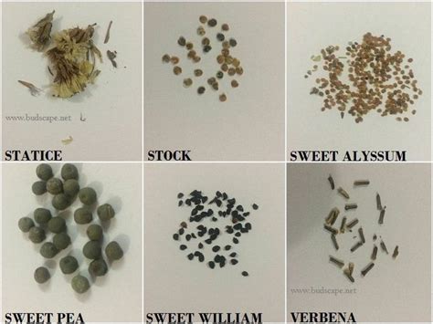 several different types of seeds are shown here