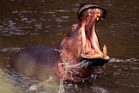 Pin by Roy Harrell Jr on Predators | Hippopotamus, Hippo, Animals