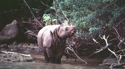 Populations - Save The Rhino International Inc