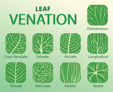 illustration of leaf venation types 23087852 Vector Art at Vecteezy