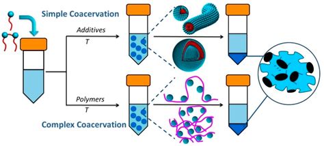 Colloids and Interfaces | Free Full-Text | An Overview of Coacervates: The Special Disperse ...