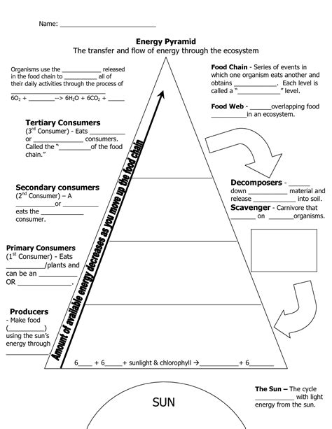 Ecological Energy Pyramid Worksheet