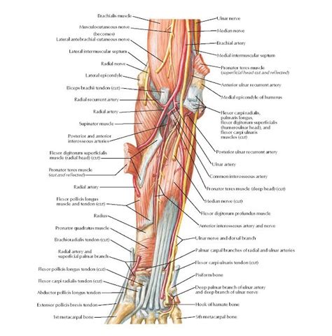 Muscles of Forearm (Deep Layer): Anterior View Anatomy Brachialis muscle, Musculocutaneous nerve ...