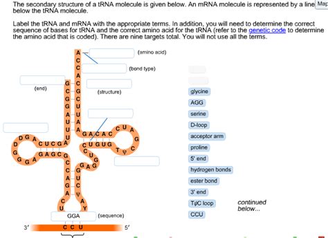 Solved The secondary structure of a tRNA molecule is given | Chegg.com