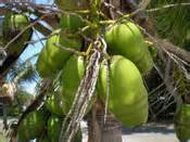 Coconut Palm Tree, Pictures & Facts on Coconut Palm Trees