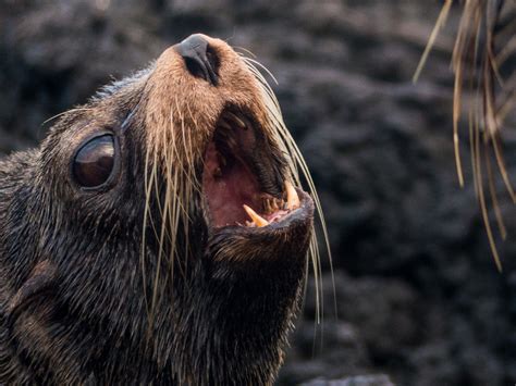 Galapagos Fur Seal | Open Wide and Say Ahh