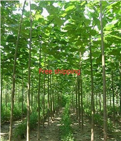 200 /pack fast growing tree Paulownia SEEDS