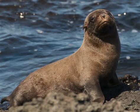 Galápagos Fur Seal - Facts, Diet, Habitat & Pictures on Animalia.bio